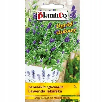 lawenda-lekarska