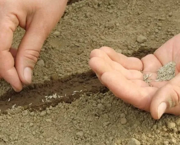 poziomka-plantico-kolor-kwiatow-biale