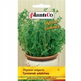 tymianek-wlasciwy
