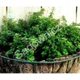 tymianek-wlasciwy-cykl-rozwojowy-rosliny-wieloletnia