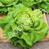 salata-saba-styl-ogrod-wiejski