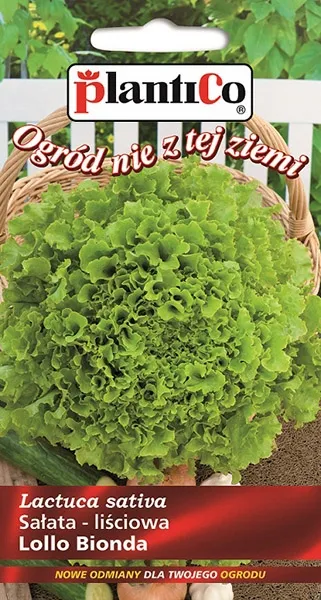 salata-lollo-bionda-lisciowa-styl-ogrod-wiejski