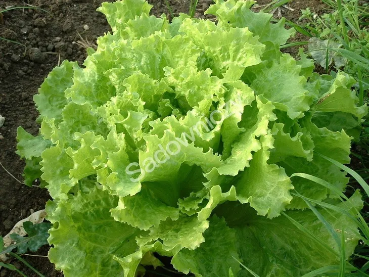 salata-lollo-bionda-lisciowa-waga-z-opakowaniem-0-01-kg