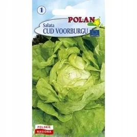 salata-maslowa-cud-voorburgu-polan