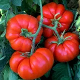 pomidor-marmande-polan-rodzaj-rosliny-pomidory