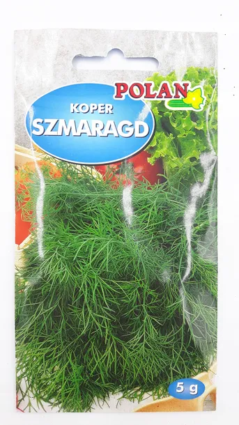 cebula-wolska-polan-cykl-rozwojowy-rosliny-jednoroczna