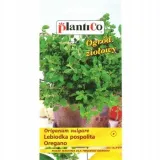 oregano-plantico