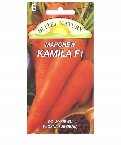 marchew-kamila-polan-cykl-rozwojowy-rosliny-jednoroczna