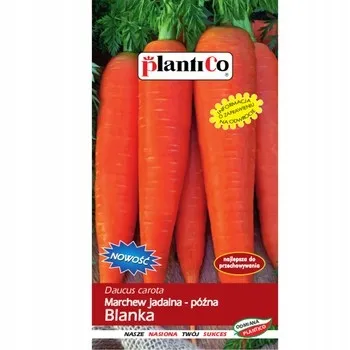 marchew-jadalna-blanka-plantico