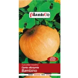 dynia-olbrzymia-bambino-plantico