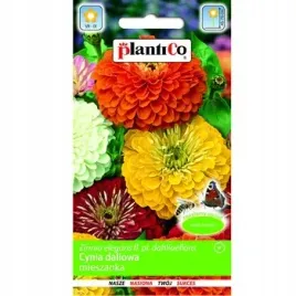 cynia-daliowa-mieszanka