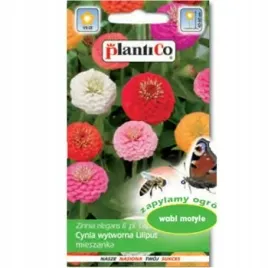 cynia-daliowa-liliput-mieszanka