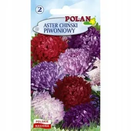 aster-chinski-piwoniowy-mieszanka-polan