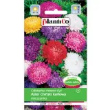 aster-chinski-karlowy-mieszanka