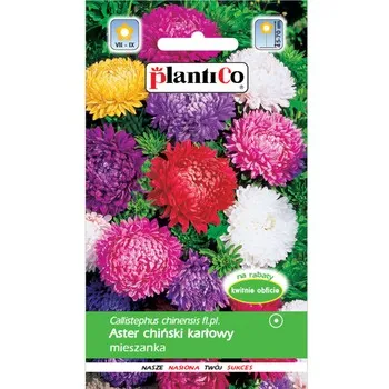 aster-chinski-karlowy-mieszanka