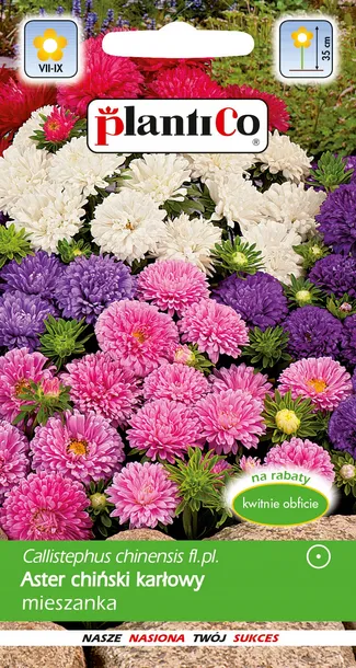 aster-chinski-karlowy-mieszanka-styl-ogrod-wiejski