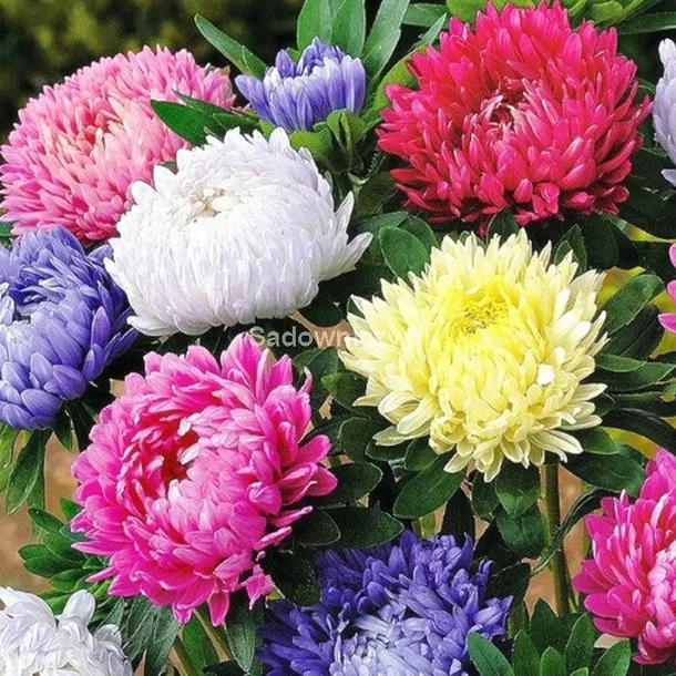aster-chinski-karlowy-mieszanka-cykl-rozwojowy-rosliny-jednoroczna