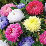 aster-chinski-karlowy-mieszanka-cykl-rozwojowy-rosliny-jednoroczna