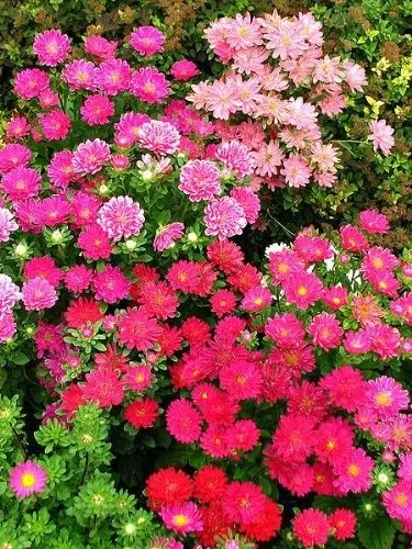 aster-chinski-karlowy-mieszanka-cykl-rozwojowy-rosliny-jednoroczna