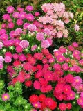 aster-chinski-karlowy-mieszanka-cykl-rozwojowy-rosliny-jednoroczna