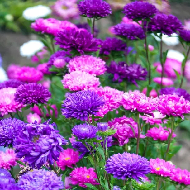 aster-chinski-karlowy-mieszanka-kolor-kwiatow-roznobarwne