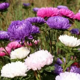 aster-chinski-karlowy-mieszanka-kod-producenta-5901363410503