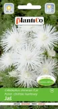 aster-chinski-karlowy-mieszanka-marka-plantico