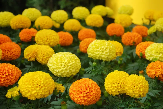aksamitka-wyniosla-mieszanka-odmiana-tagetes-erecta-mix