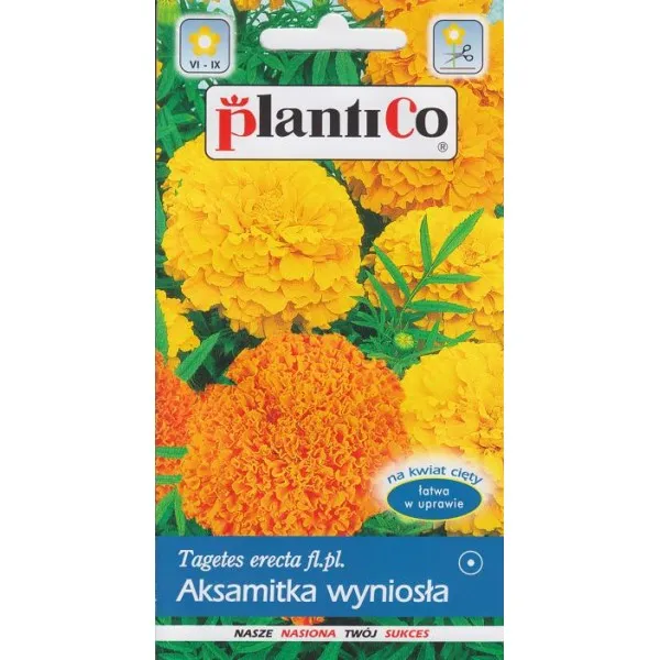 aksamitka-wyniosla-mieszanka-nazwa-lacinska-tagetes
