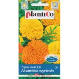aksamitka-wyniosla-mieszanka-nazwa-lacinska-tagetes