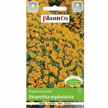 aksamitka-waskolistna-zolta