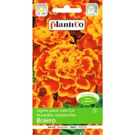 aksamitka-rozpierzchla-bolero