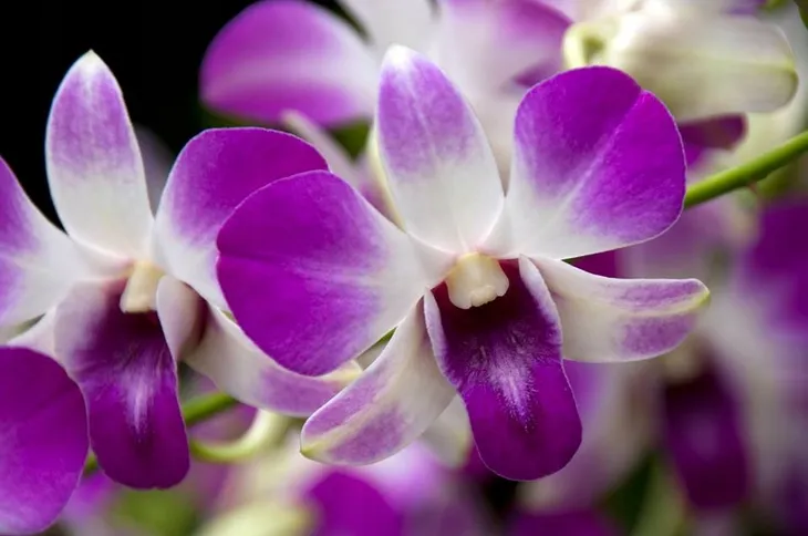 mineral-zel-do-storczykow-05l-stan-nowy-zastosowanie-do-pielegnacji-kwiatow