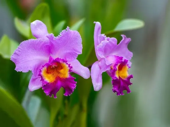 mineral-zel-do-storczykow-05l-stan-nowy-waga-z-opakowaniem-0-5-kg