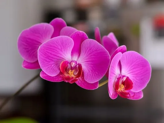 mineral-zel-do-storczykow-05l-stan-nowy-okres-stosowania-caly-rok