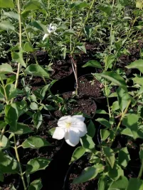 jasminowiec-innocence-atrakcyjne-liscie-i-cudowny-zapach