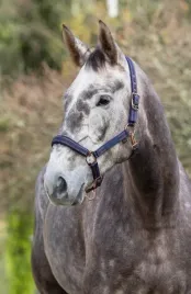 kantar-dla-konia-xfull-royal-czarny-karmelowy-covalliero