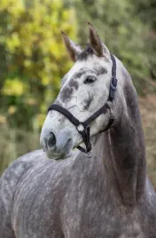 kantar-dla-konia-pony-royal-czarny-fuksja-covalliero