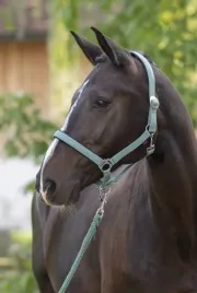 kantar-dla-konia-shetty-doria-zielony-covalliero