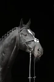 oglowie-dla-konia-cancum-czarny-pony-covalliero