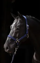 kantar-dla-konia-shetty-dexter-niebieski-covalliero