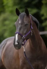 kantar-dla-konia-full-fioletowy-covalliero