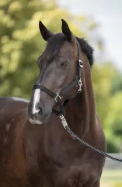 kantar-dla-konia-shetty-czarny-covalliero