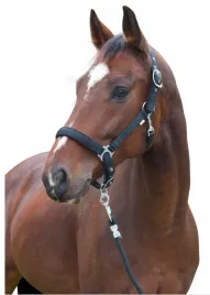 kantar-dla-konia-dexter-czarny-shetty-covalliero