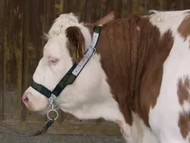 kantar-dla-bydla-z-lancuchem-profi-zielony-polski