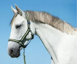 kantar-dla-konia-shety-antracyt-zielony-covalliero