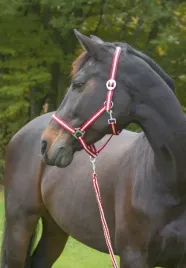 kantar-dla-konia-shetty-bordowo-bezowy-covalliero