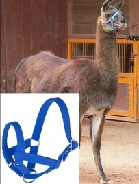 kantar-r-50-dla-lam-i-alpak-z-regulacja-kerbl