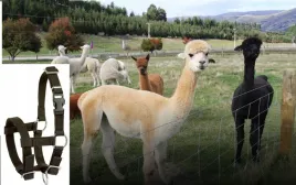 kantar-dla-alpaka-regulowany-czarny-kerbl