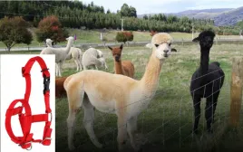 kantar-dla-alpaka-regulowany-czerwony-kerbl